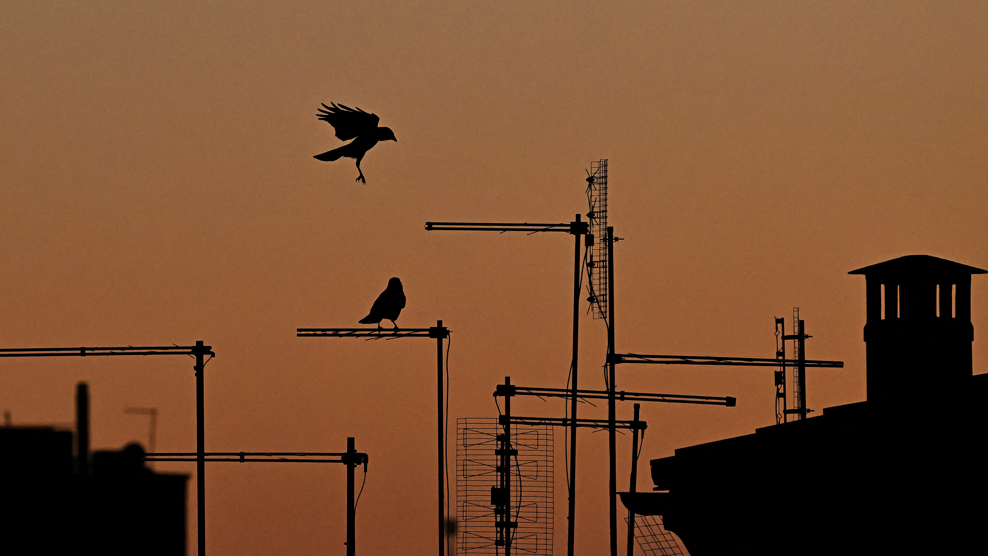 Photograph of crows landing and perching on electrical equipment at sunset