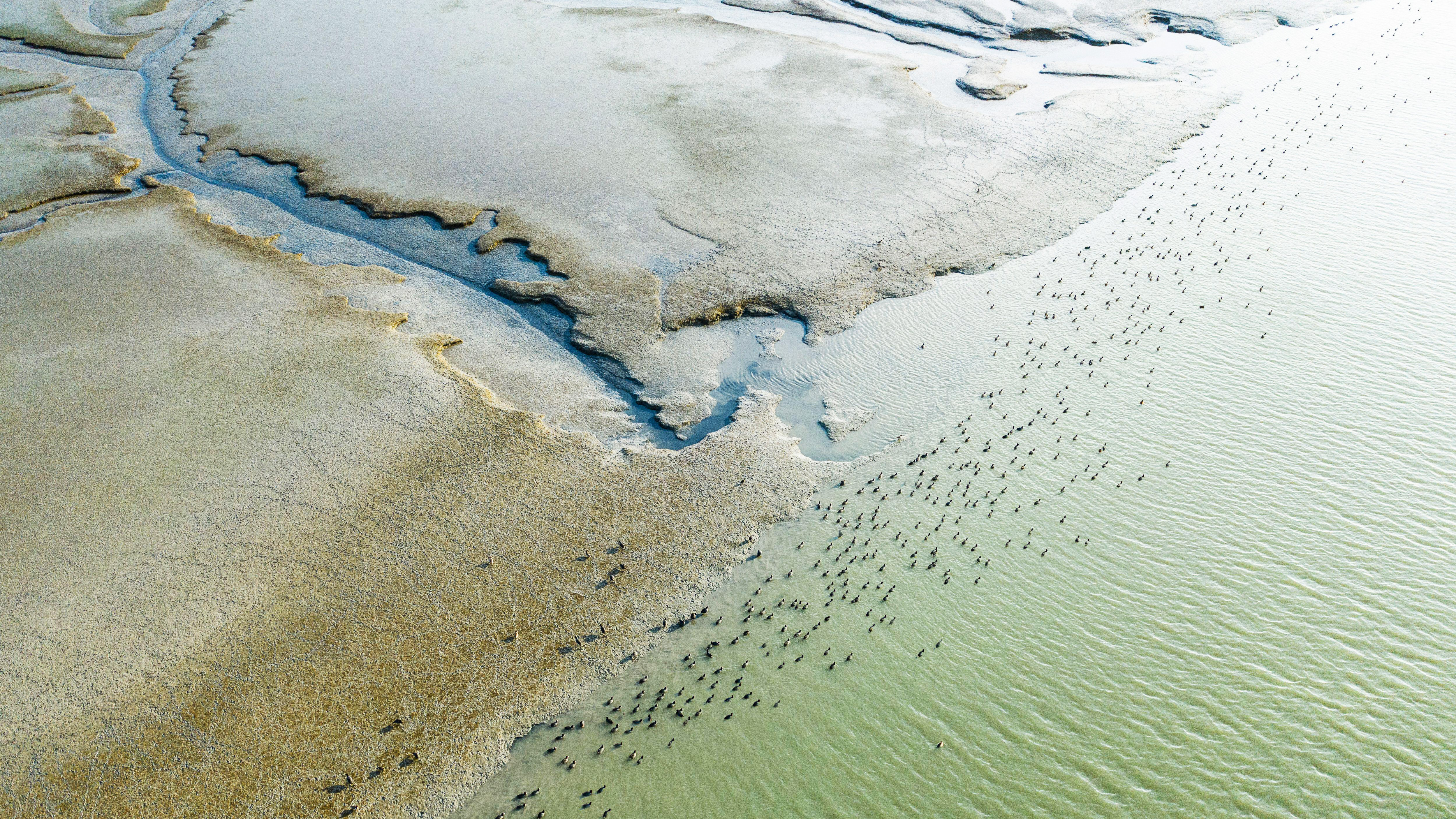 Brown marshland coming up against a green sea