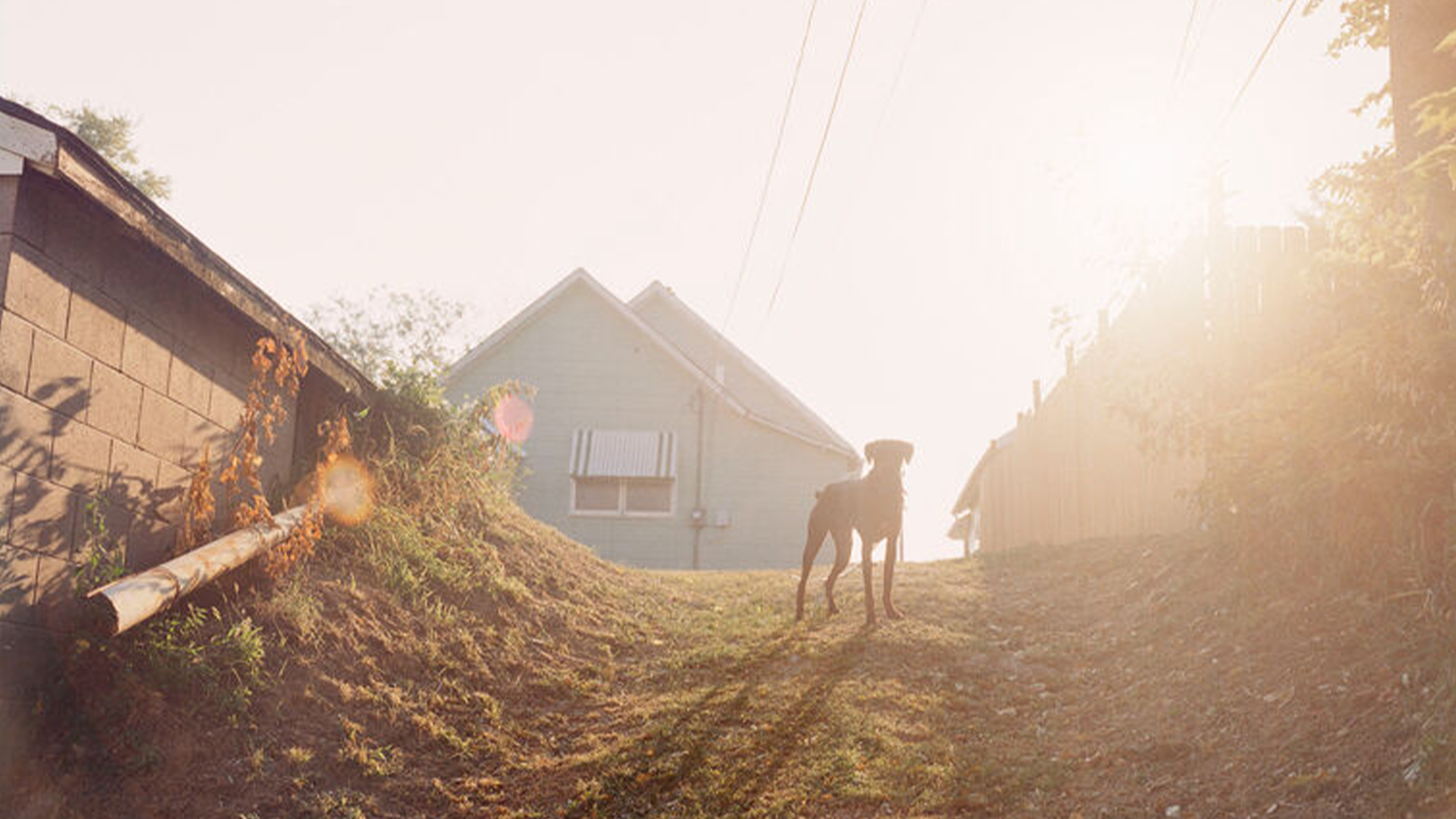 Photo of a dog surrounded by ethereal light