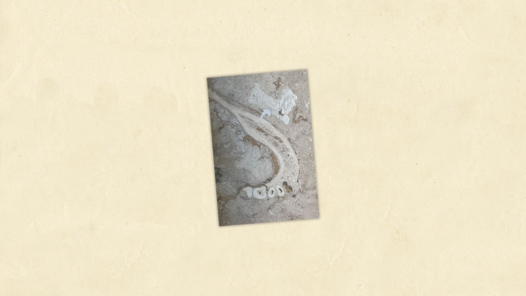 Photo of a fossilized jawbone in a sand-colored tile against a yellow background