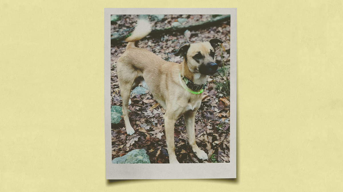An polaroid photo of a pariah dog set against a yellow background