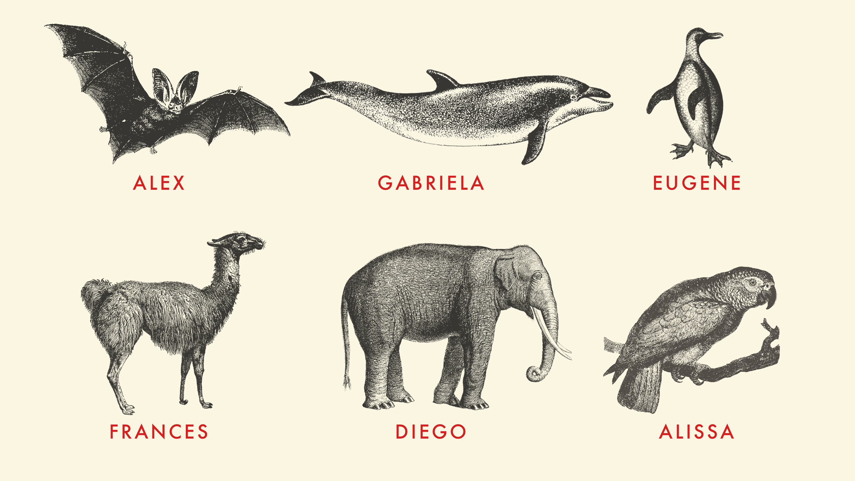 Illustration of a field guide with animals given human names: A bat named Alex, a dolphin named Gabriela, a penguin named Eugene, a guanaco named Frances, an elephant named Diego, and a parrot named Alissa
