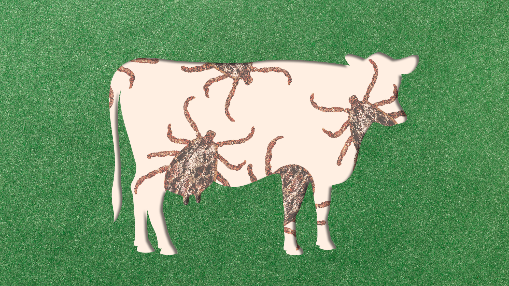 A cutout of a cow on green paper reveals images of giant ticks.