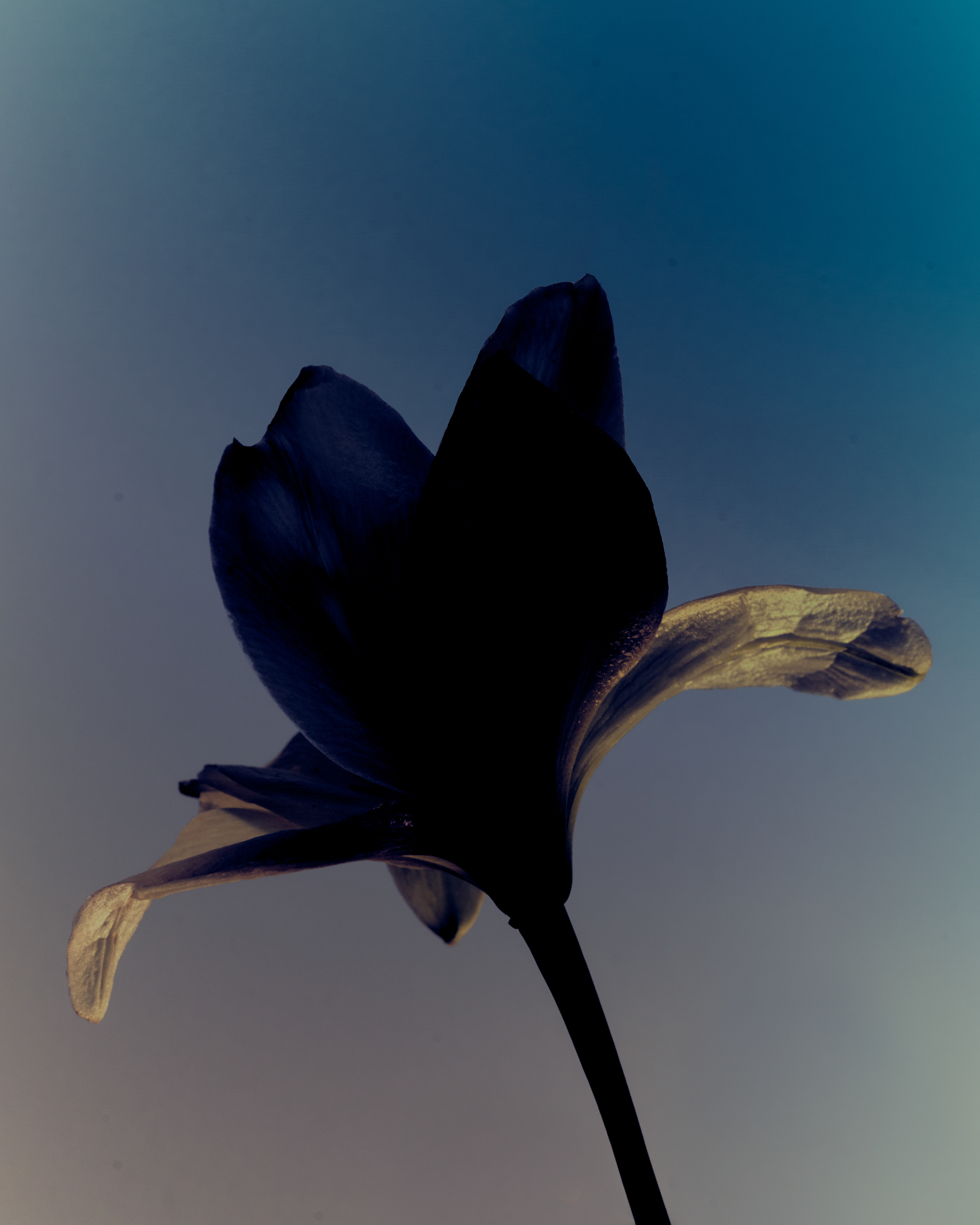 Photo of a flower