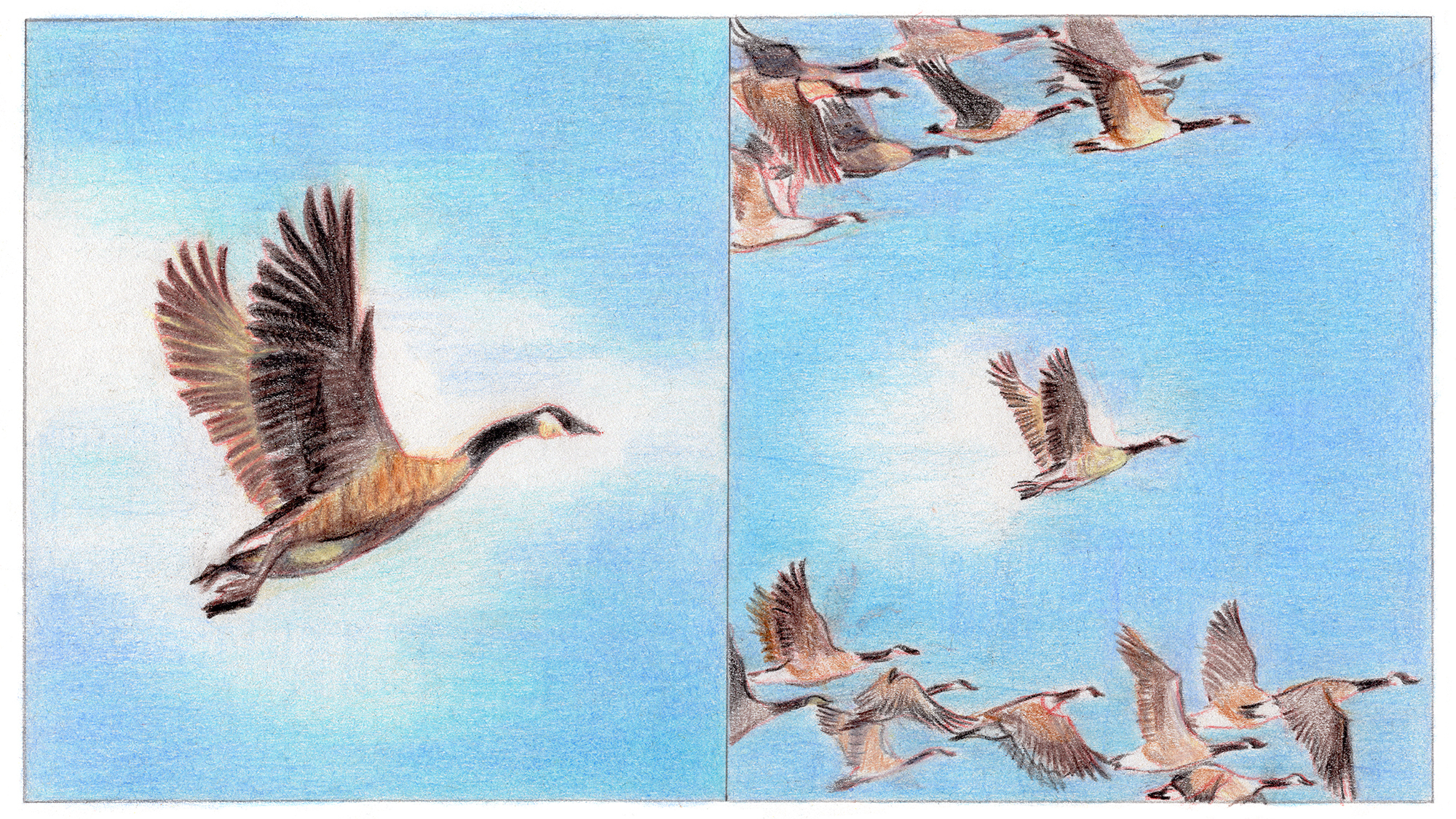A color illustration of a single goose next to an illustration of a gaggle of geese