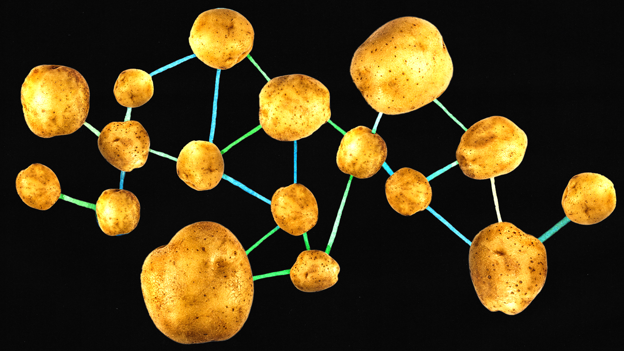 Illustration of potatoes of various sizes against a black background connected by green and blue lines, as in a diagram of a constellation