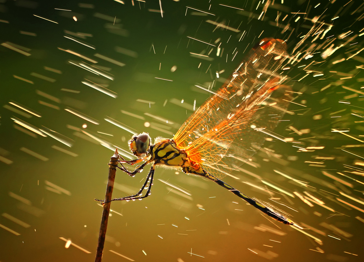 national geographic pictures of the year 2011