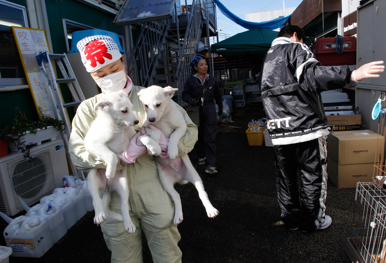 Pet Rescuers Venture Into Japan's Exclusion Zone - The Atlantic