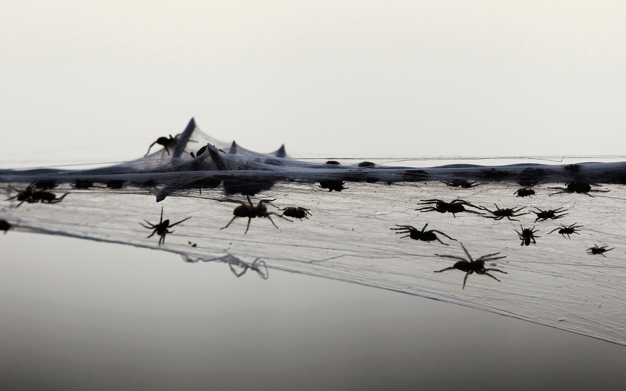 Spiderwebs Blanket Countryside After Australian Floods (Pictures)