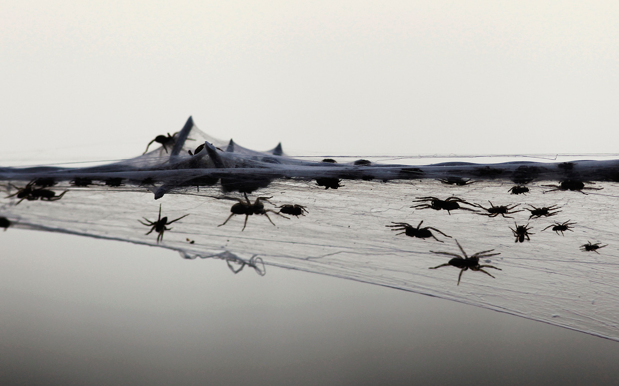 Spiders cover Australian region of Gippsland in cobwebs as they flee  flooding