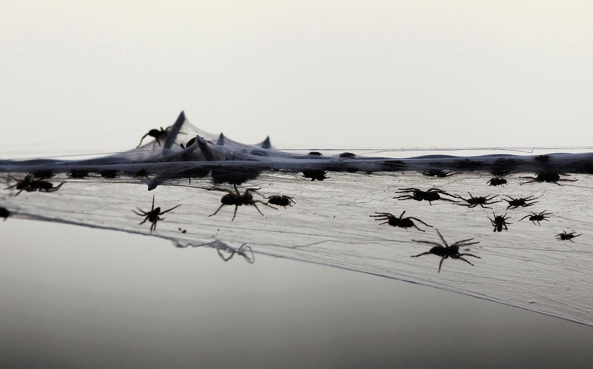 Apocalyptic spider webs carpet Australia after floods