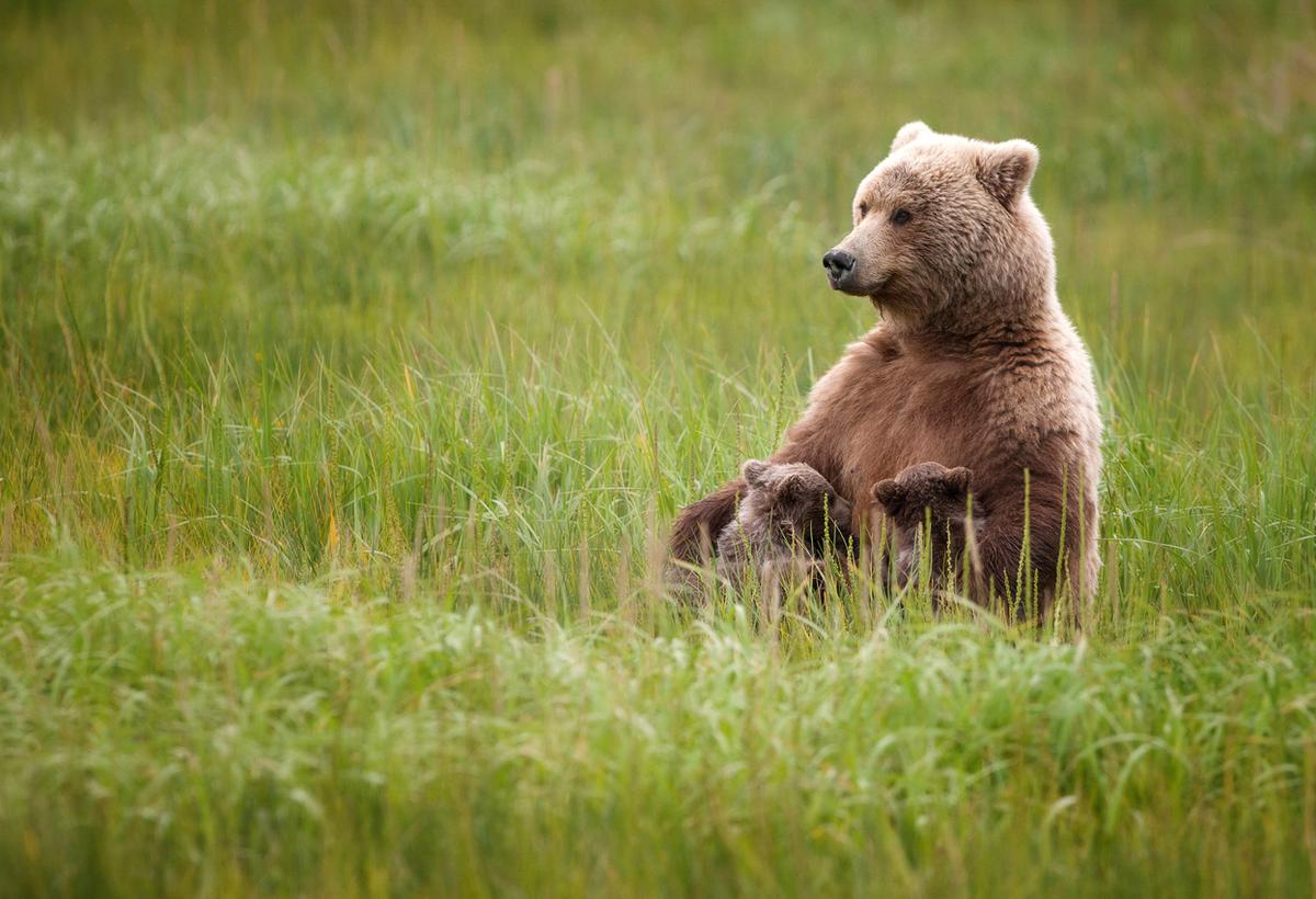Brown Bear  National Geographic