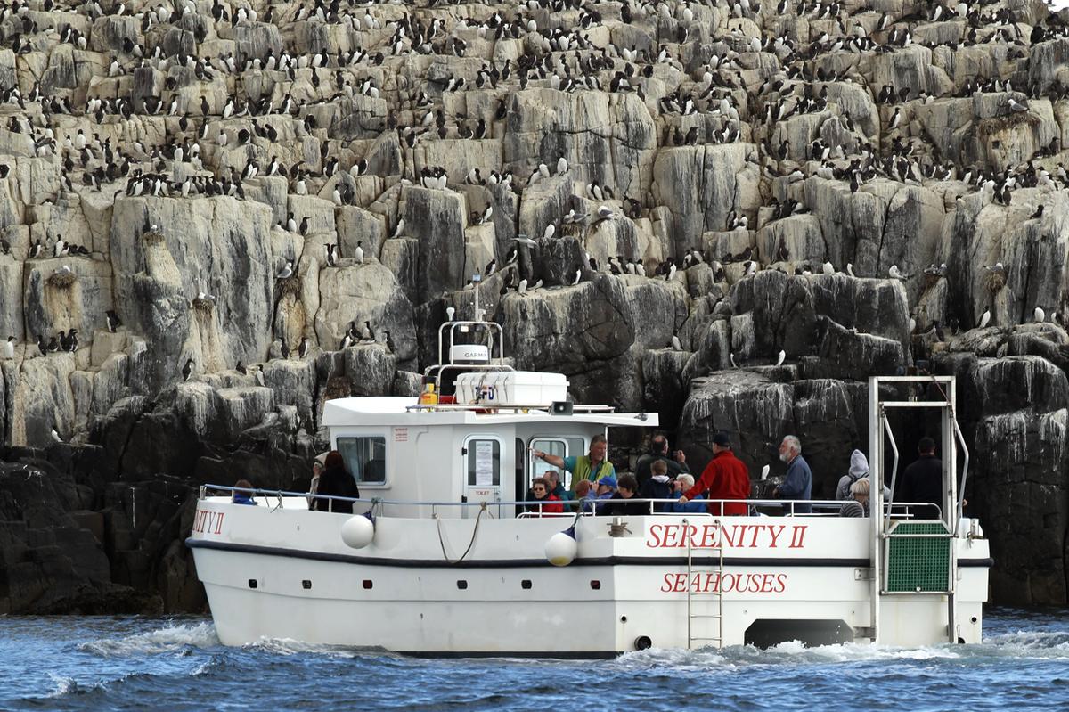 A Trip to the Farne Islands - The Atlantic