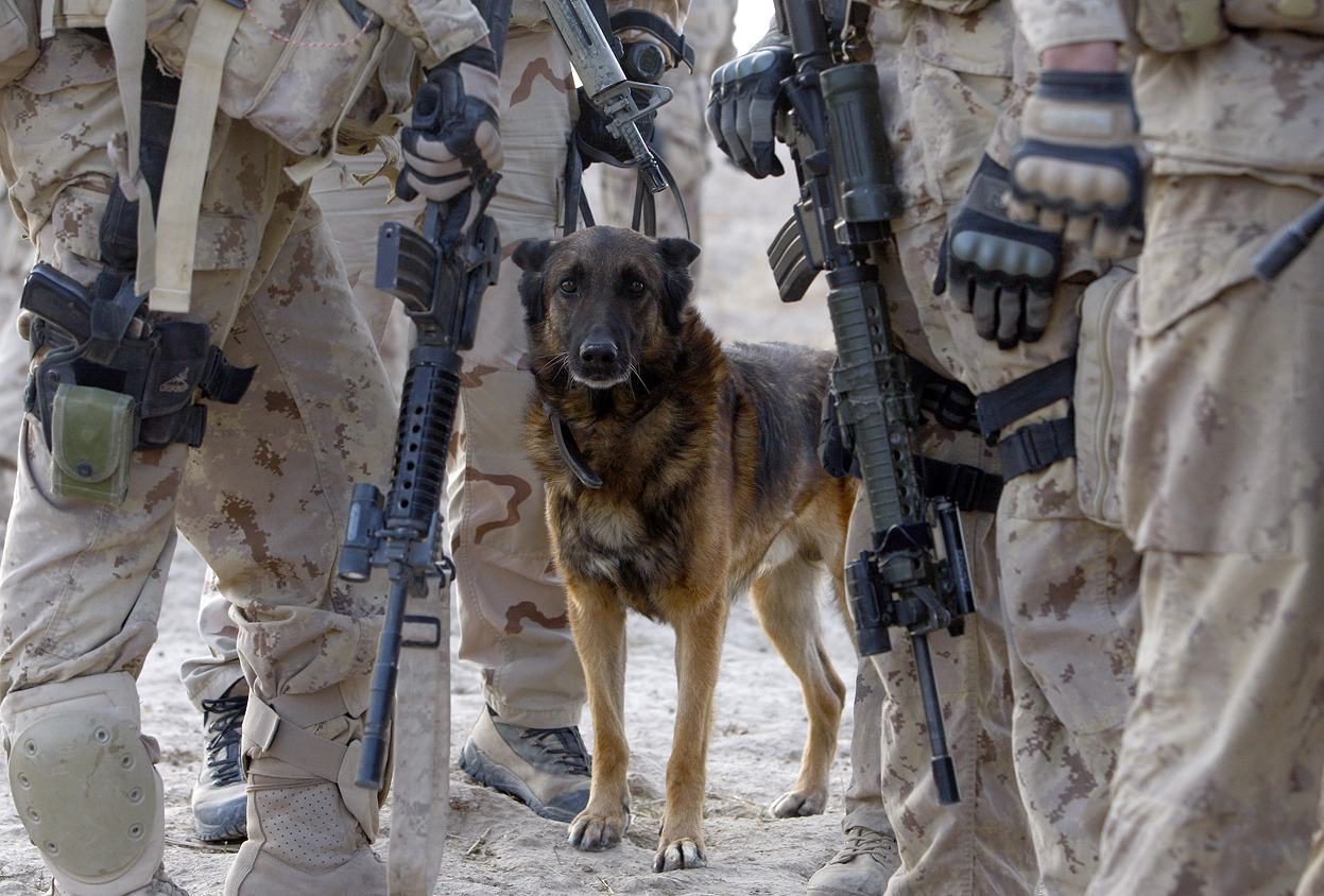 Afghanistan: Dogs of War - The Atlantic