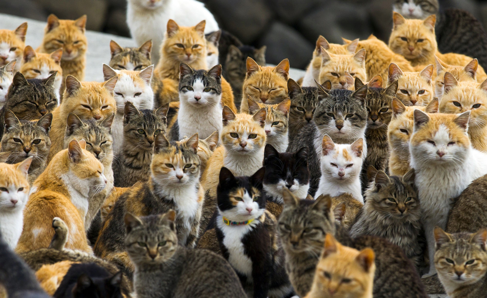 Aoshima Island has 100 cats, and we photographed almost all of them