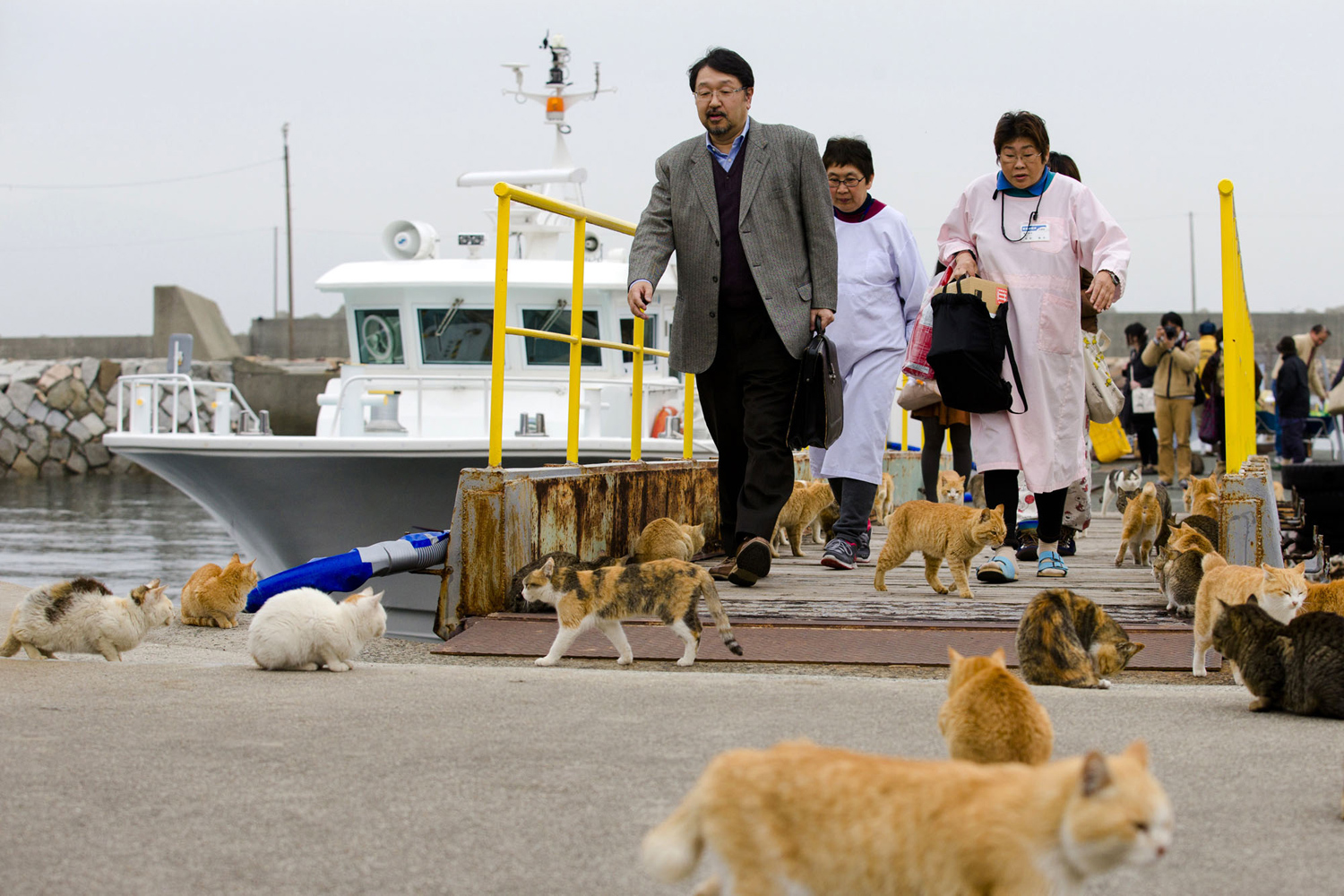 Aoshima, the cat island