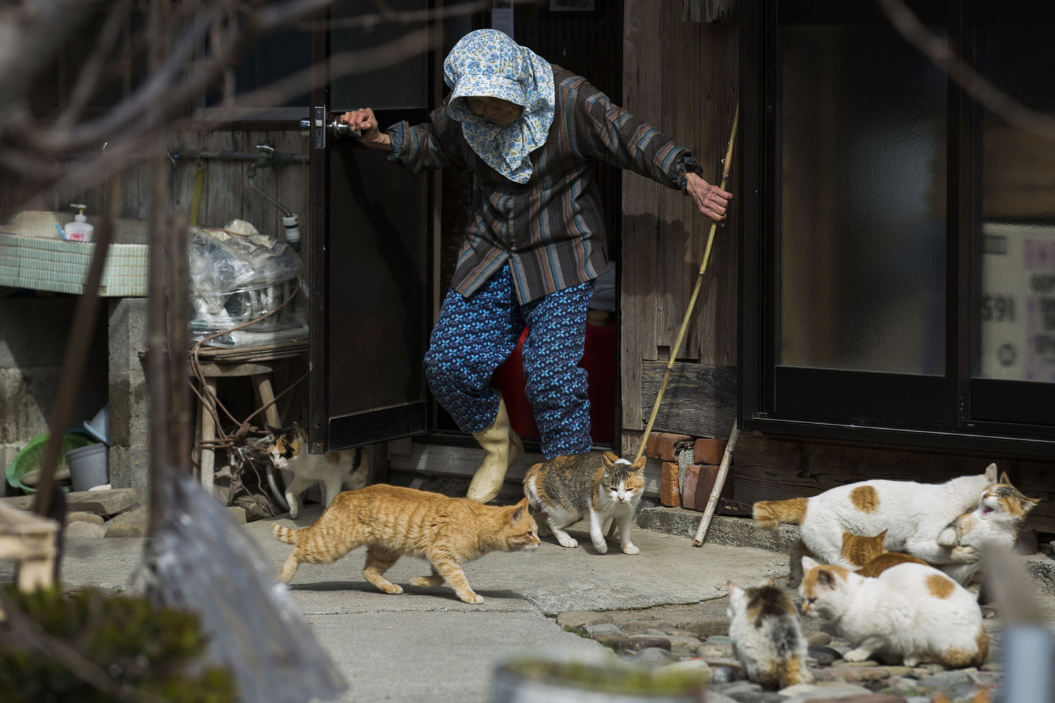 Aoshima Island has 100 cats, and we photographed almost all of them