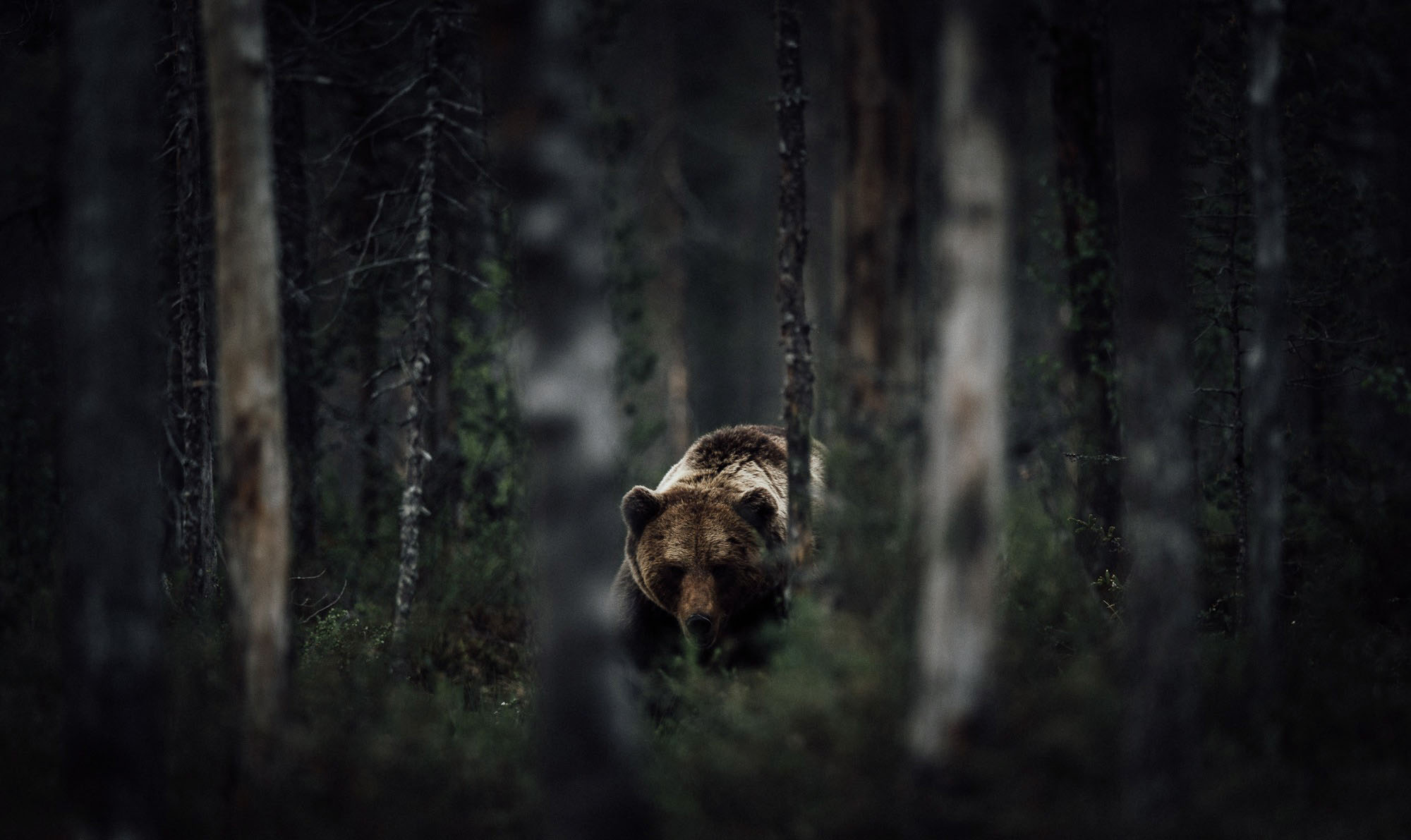 Забираться в чащу. Медведь в лесу. Медведь ночью в лесу. Дремучий лес медведь. Медведь в тайге.