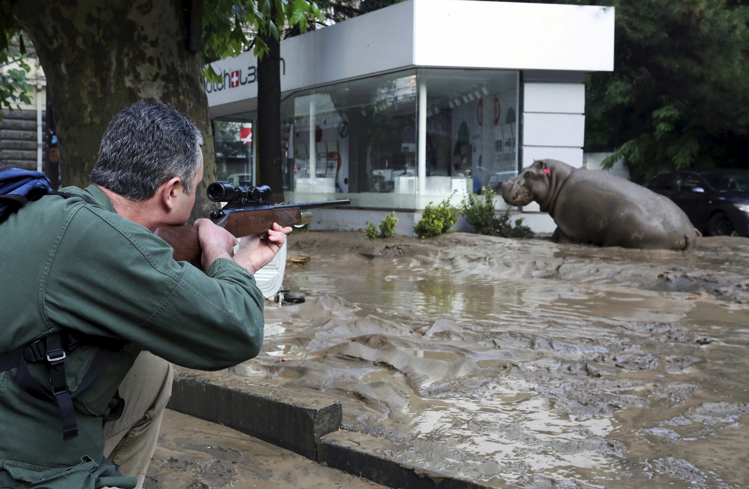 Zoo Animals Escape Amid Heavy Flooding in Tbilisi, Georgia - The Atlantic
