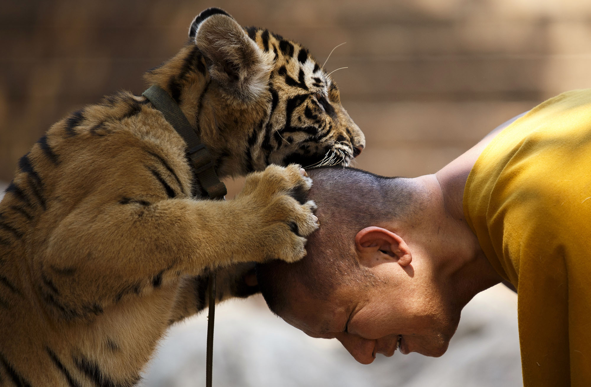 Dozens of frozen tiger cubs discovered at Thai temple 