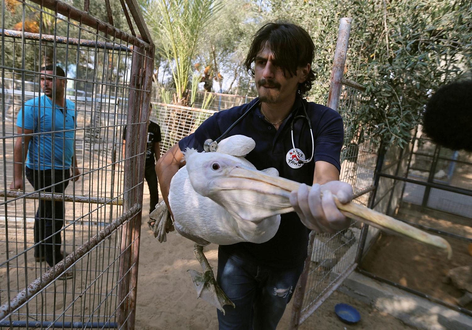 Animals Rescued From the 'Worst Zoo in the World' in Gaza - The Atlantic