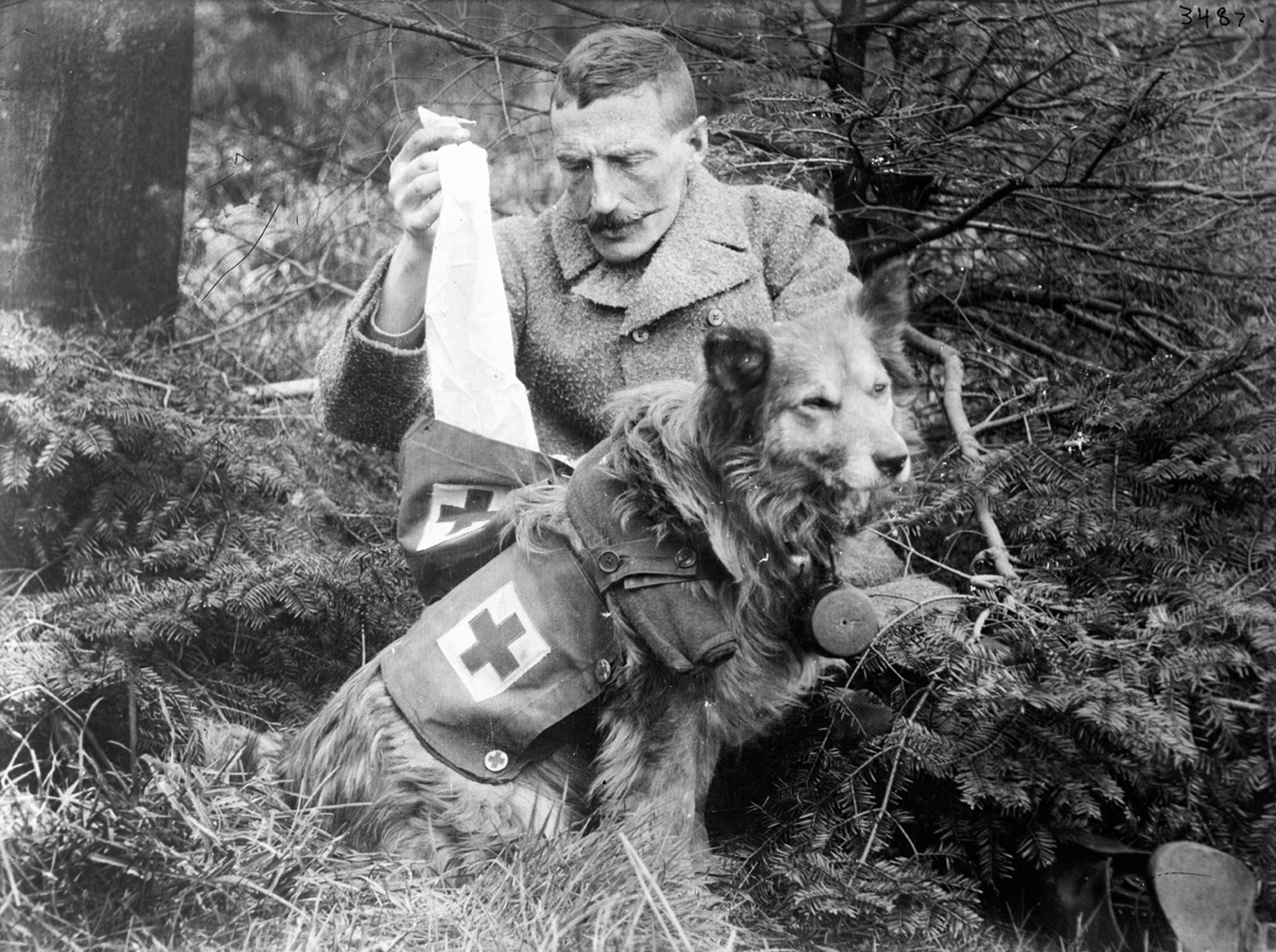 World War I in Photos: Animals at War - The Atlantic