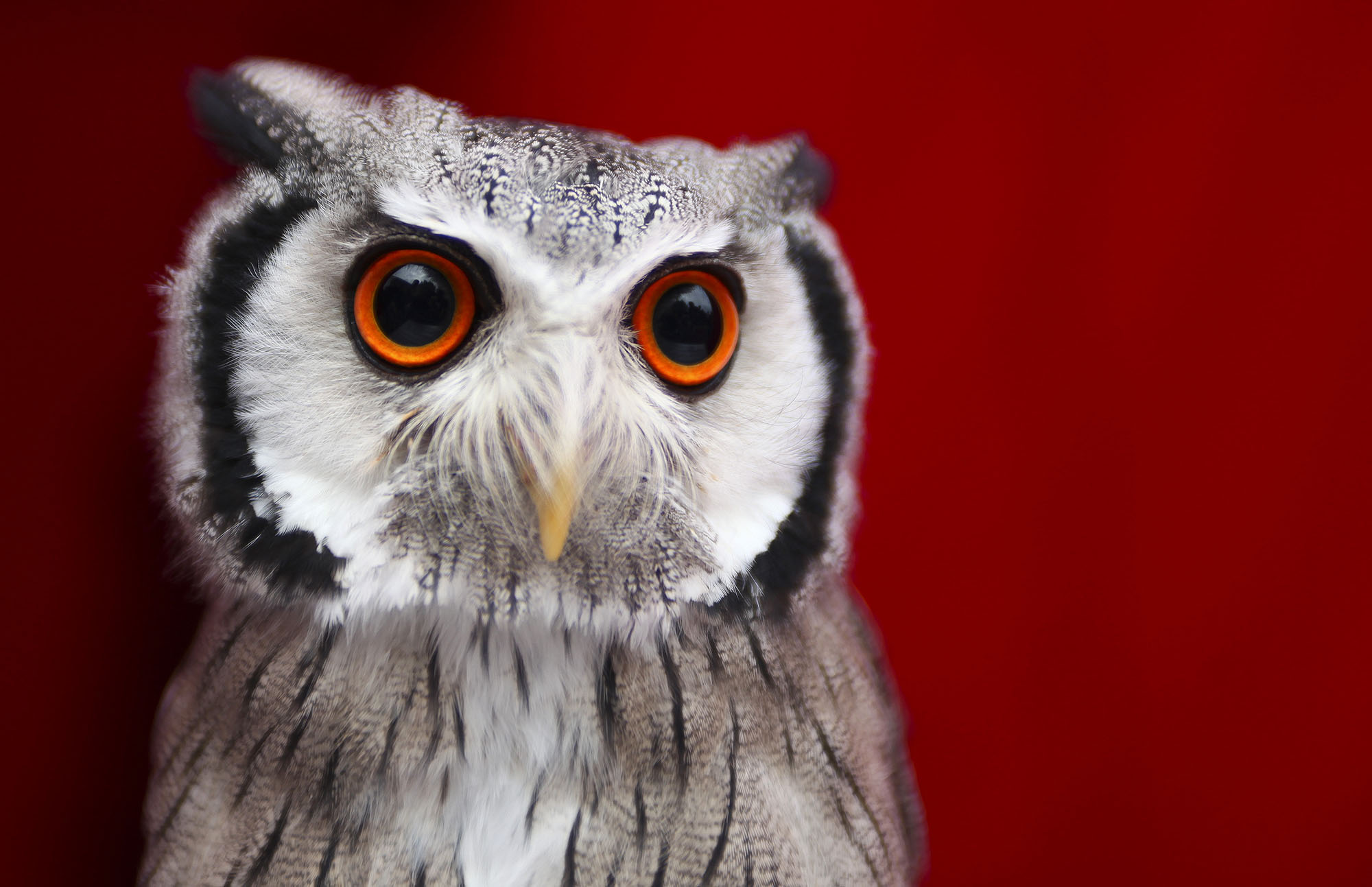 Nature's Classroom: Superb owl Sunday