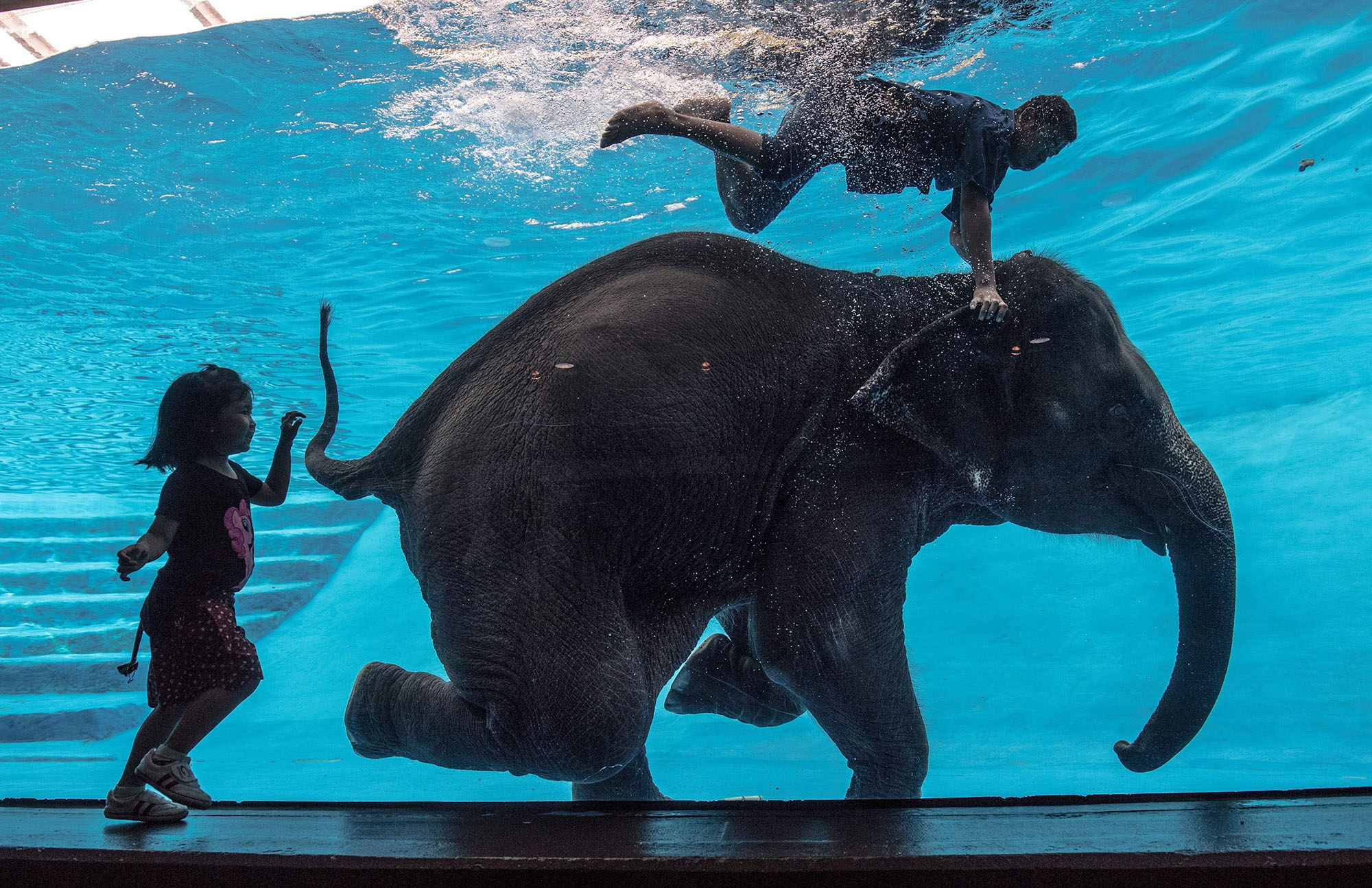 elephant swimming photography