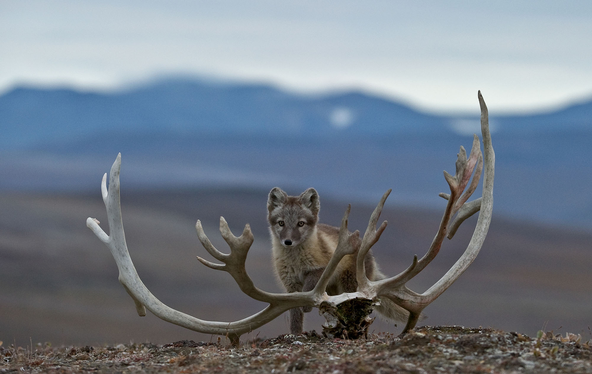 wrangel island national geographic