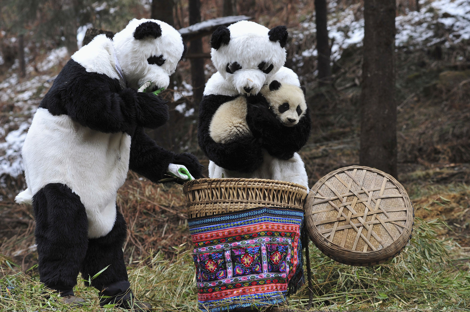 The Sichuan Giant Panda Bases and Sanctuaries - The Atlantic