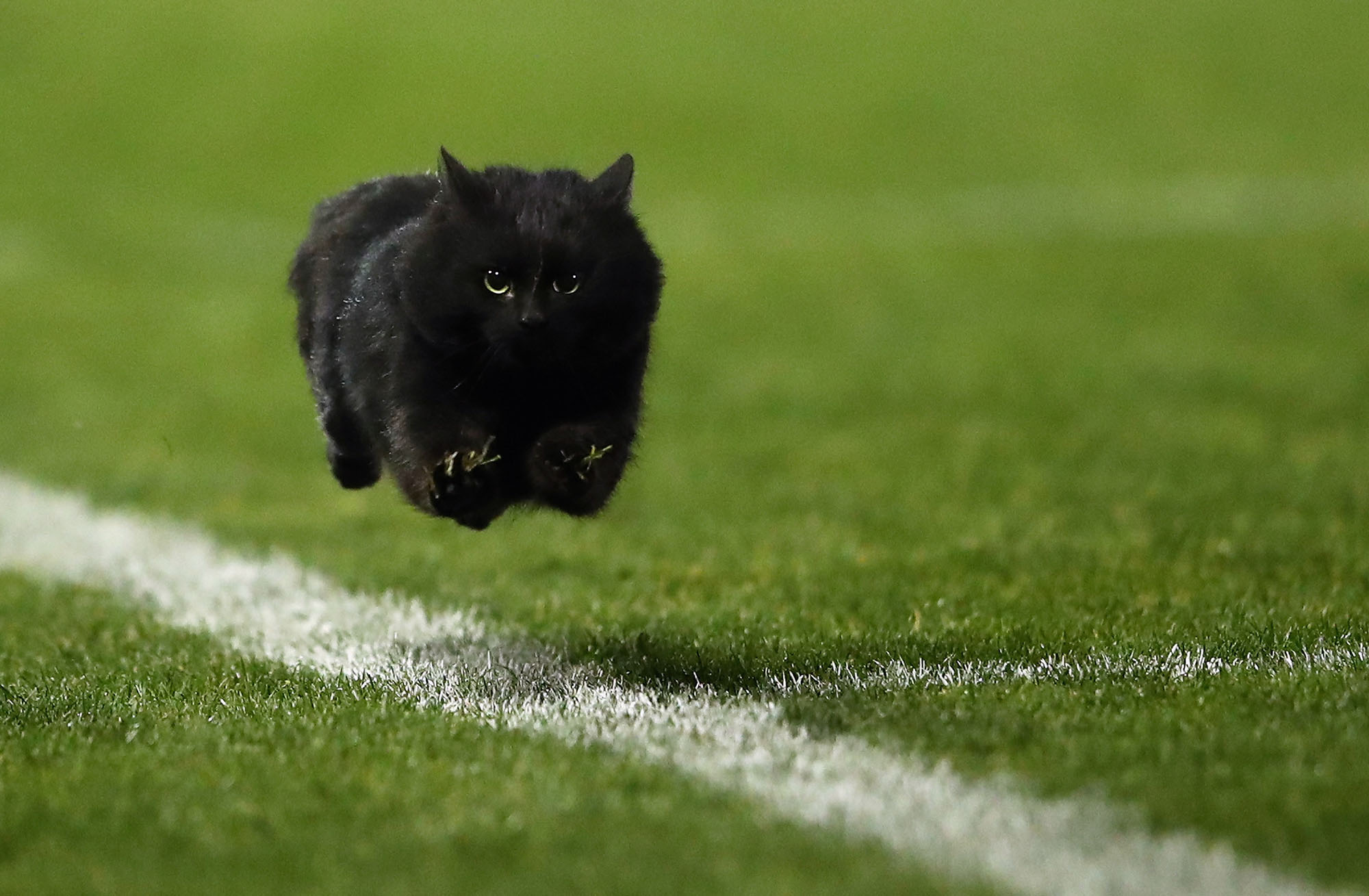 NFL dogs at practice and on the field