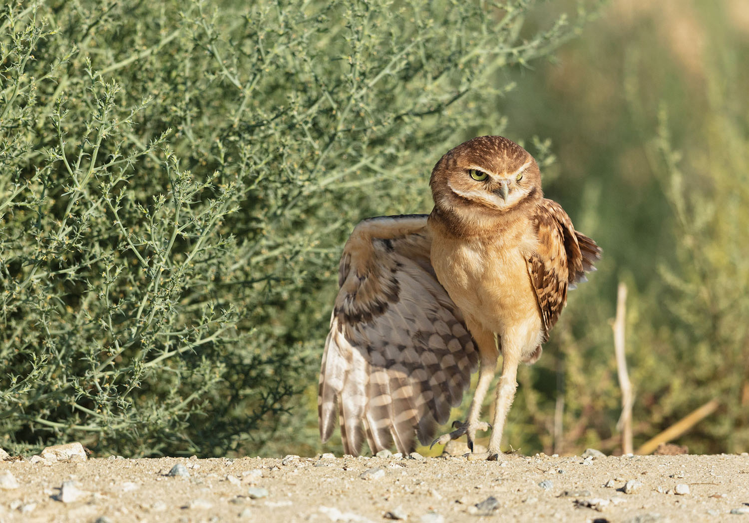 It's Superb Owl Sunday, and we're singing the praises of Pennsylvania's  bird life