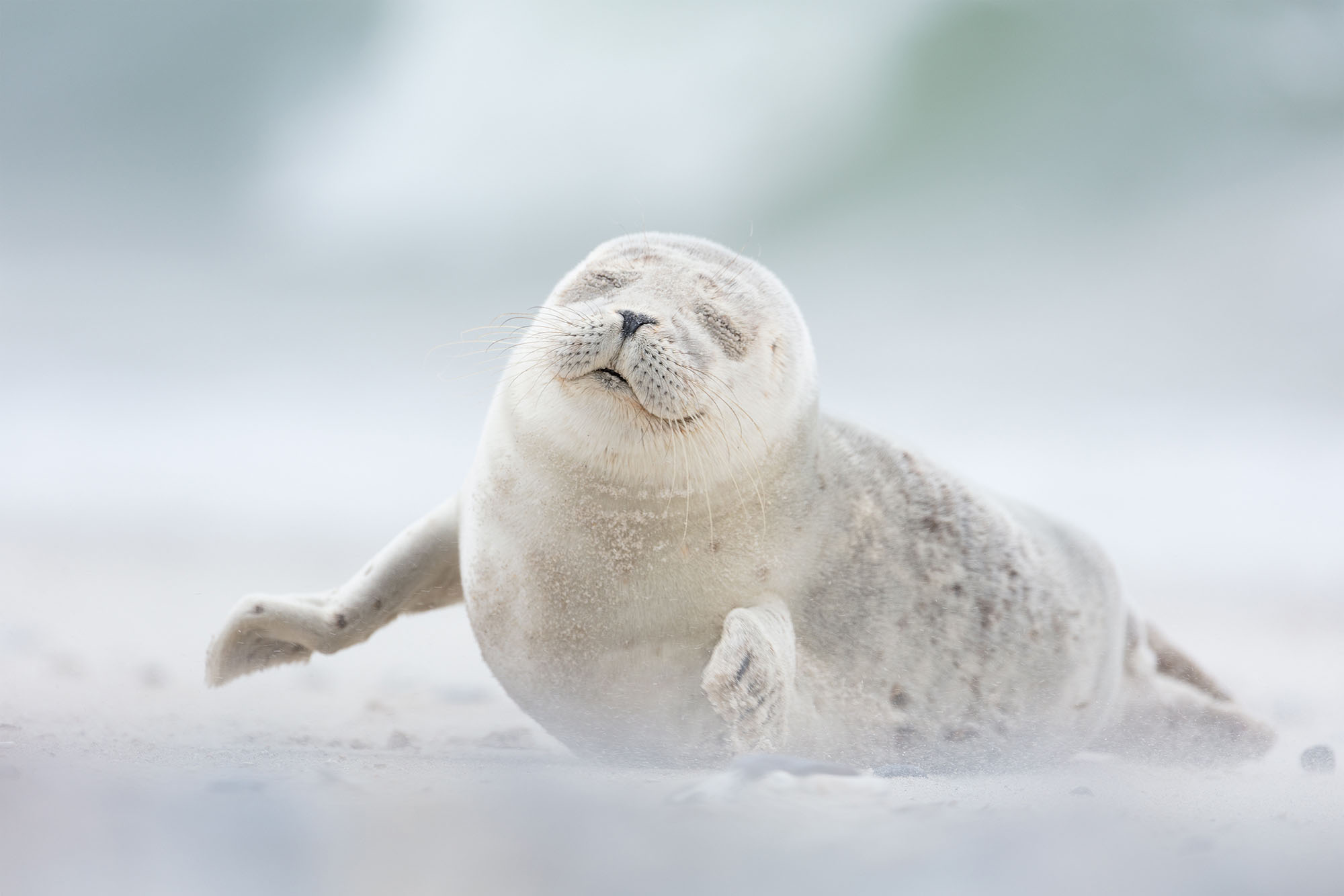 Finalists From Smithsonian Magazine's 2017 Photo Contest - The Atlantic