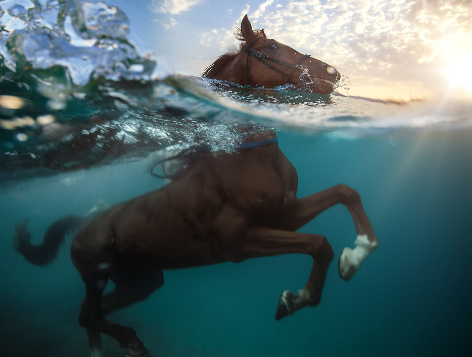 Hooves in the Water: Swimming Pigs and Diving Horses - The Atlantic