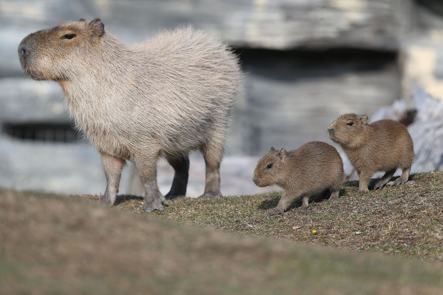 Capybara, Animals