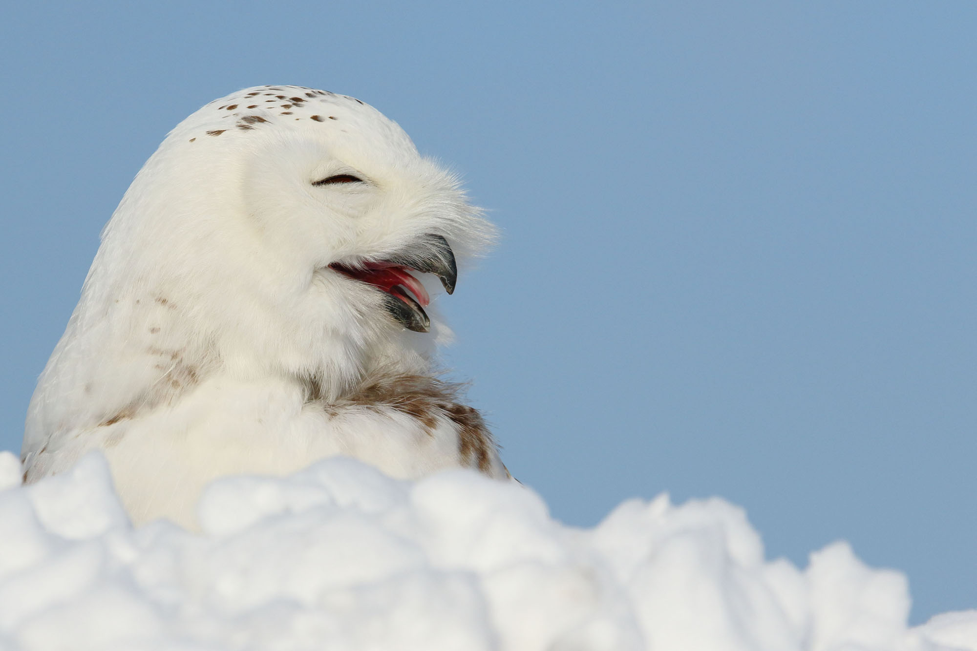 Superb Owl Sunday – Feathered Photography