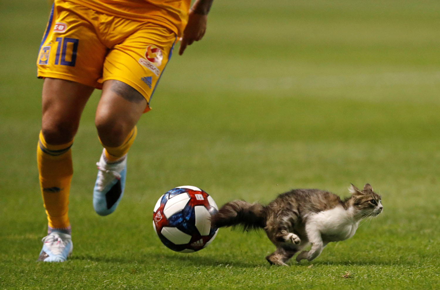 Photos: Animals on the Playing Field - The Atlantic