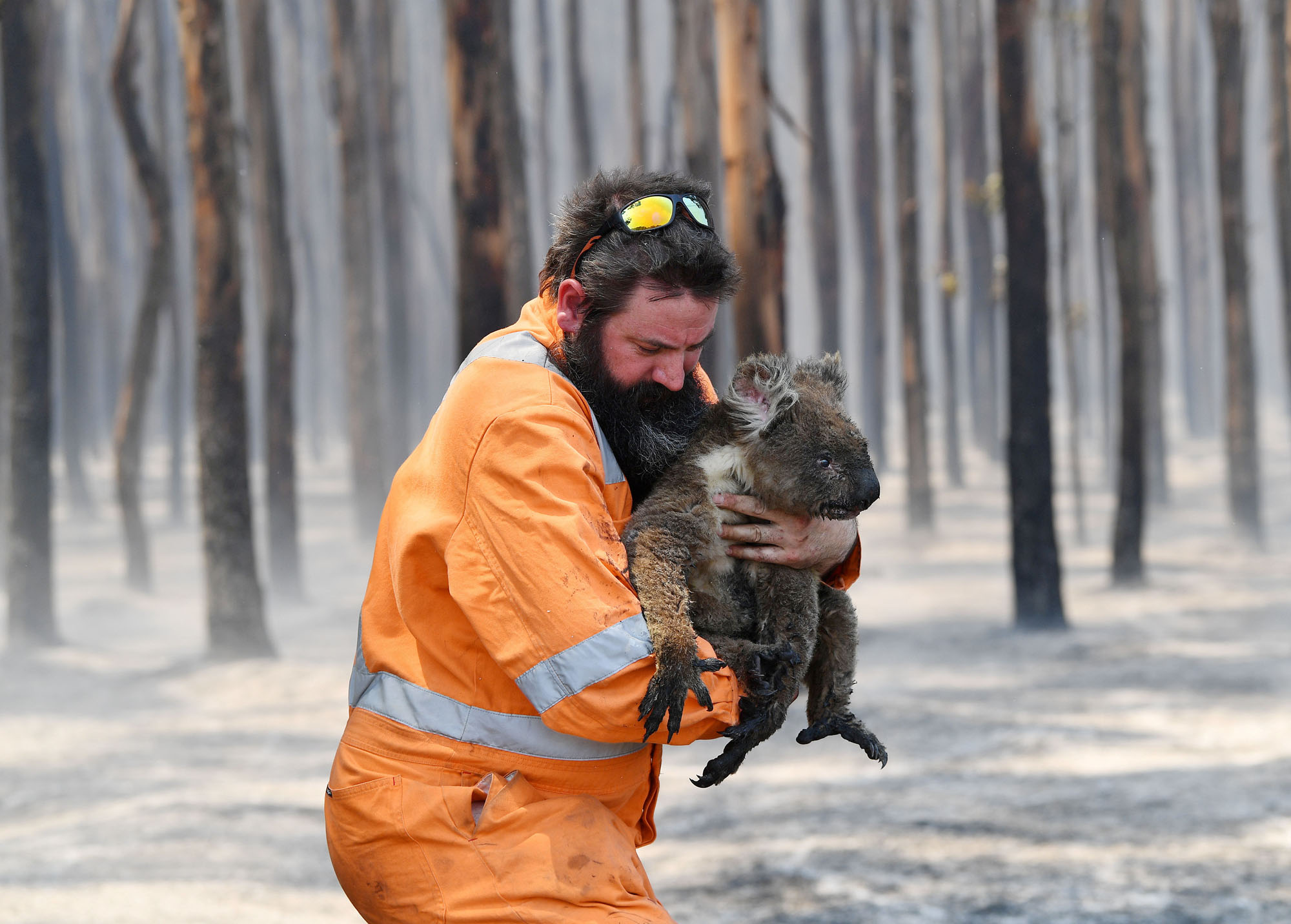 Photos Animals Rescued From Australia S Bushfires The Atlantic