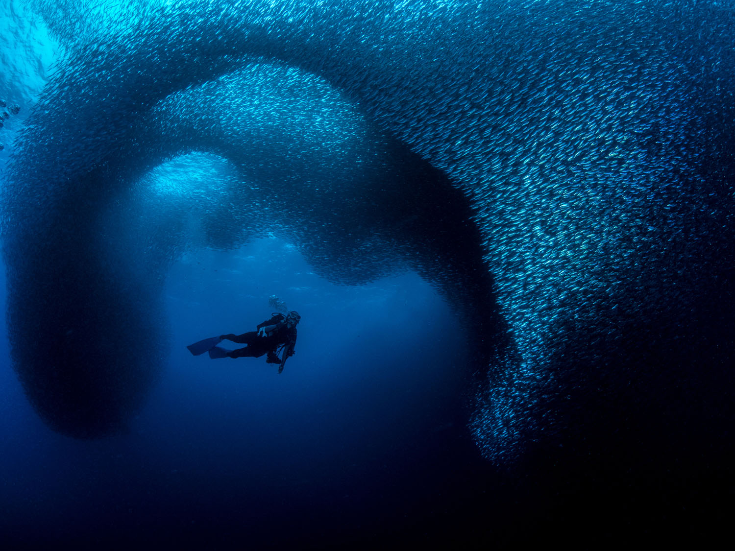 Winners of the 2019 Ocean Art Underwater Photo Contest - The Atlantic