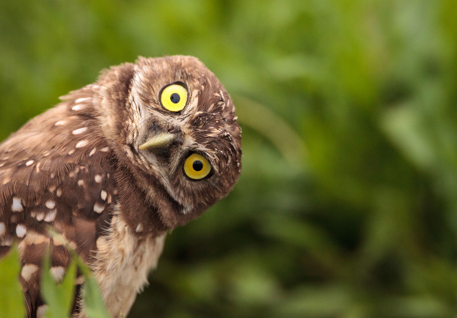 Photos: Superb Owl Sunday IV - The Atlantic