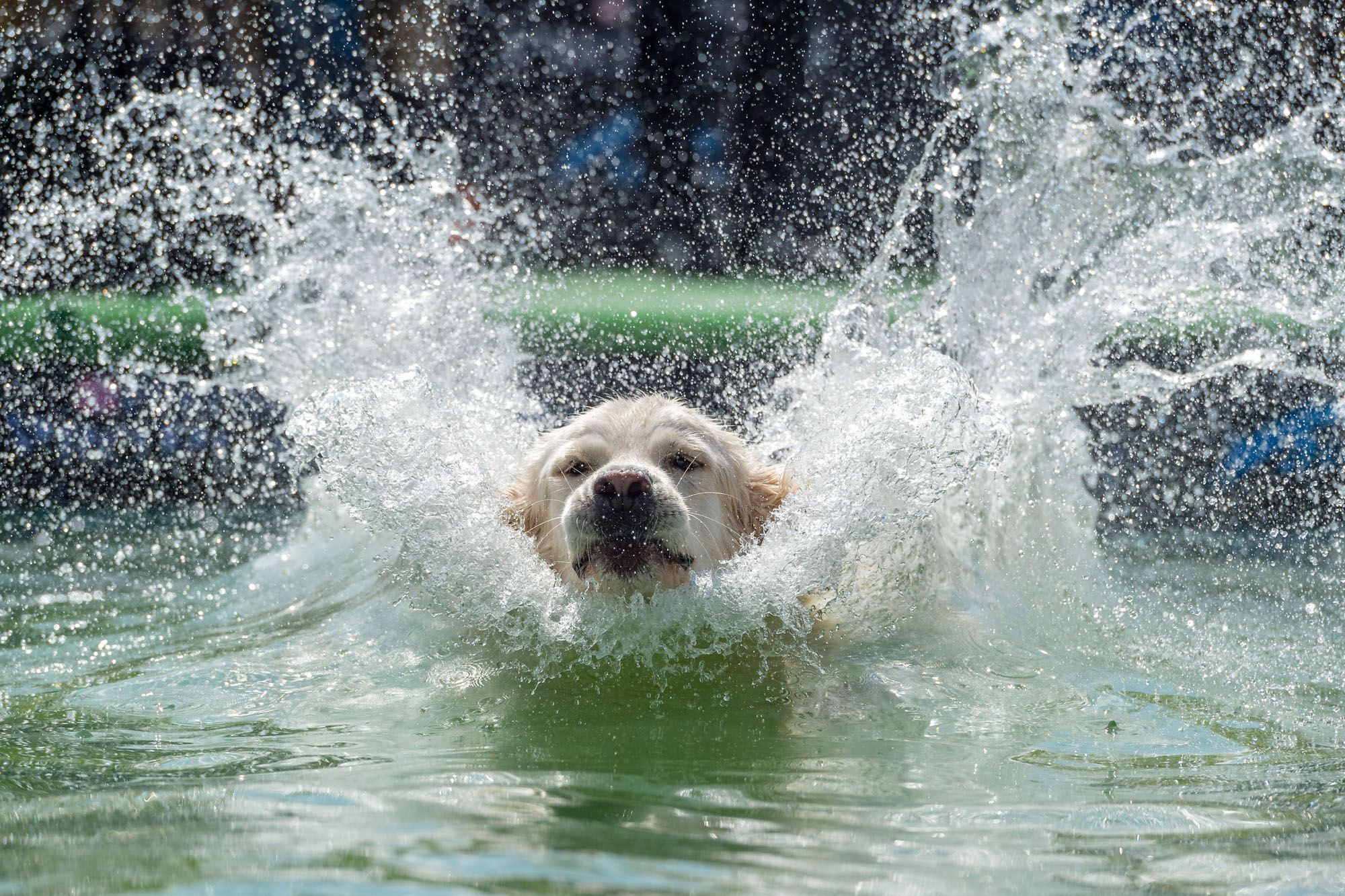 https://cdn.theatlantic.com/media/img/photo/2020/07/photos-paws-in-the-water-dogs-at-pl/a01_1023851228-1/original.jpg