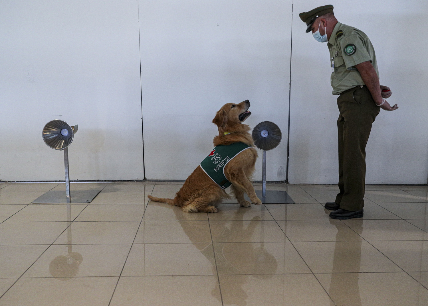 Will Covid-19 sniffing dogs allow fans back into sporting events