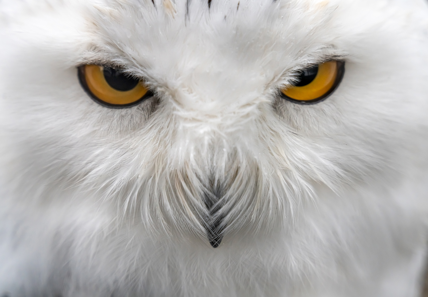 Photos: Superb Owl Sunday V - The Atlantic