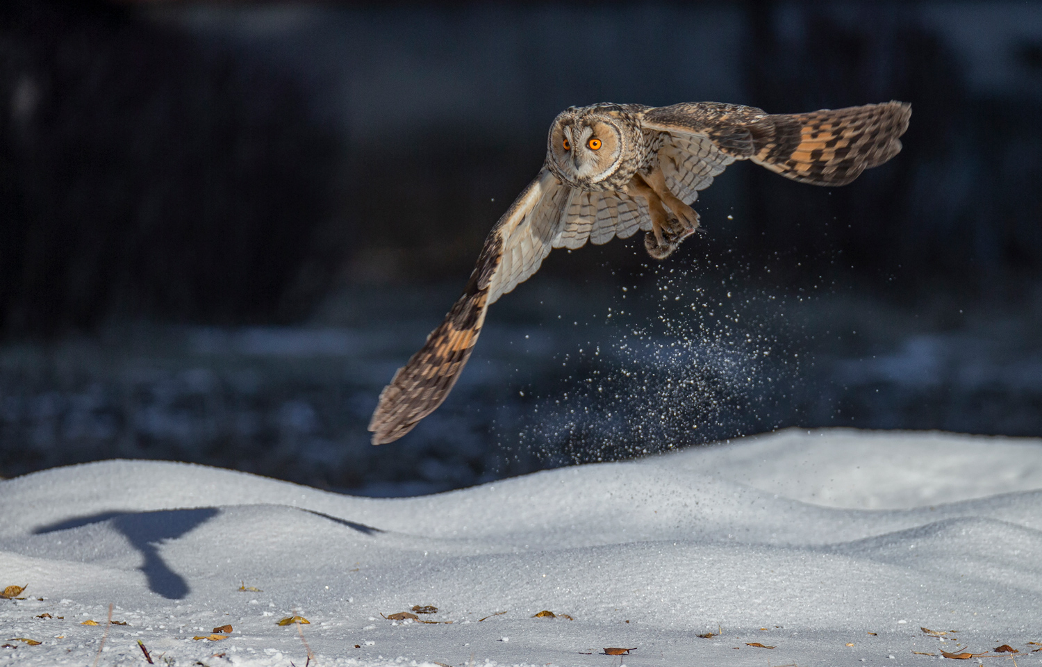 Superb Owl Sunday II - The Atlantic