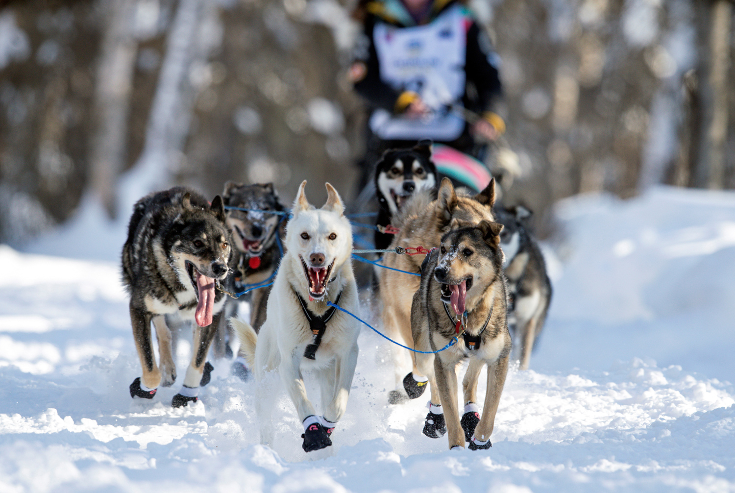 what is a musher in dog sledding