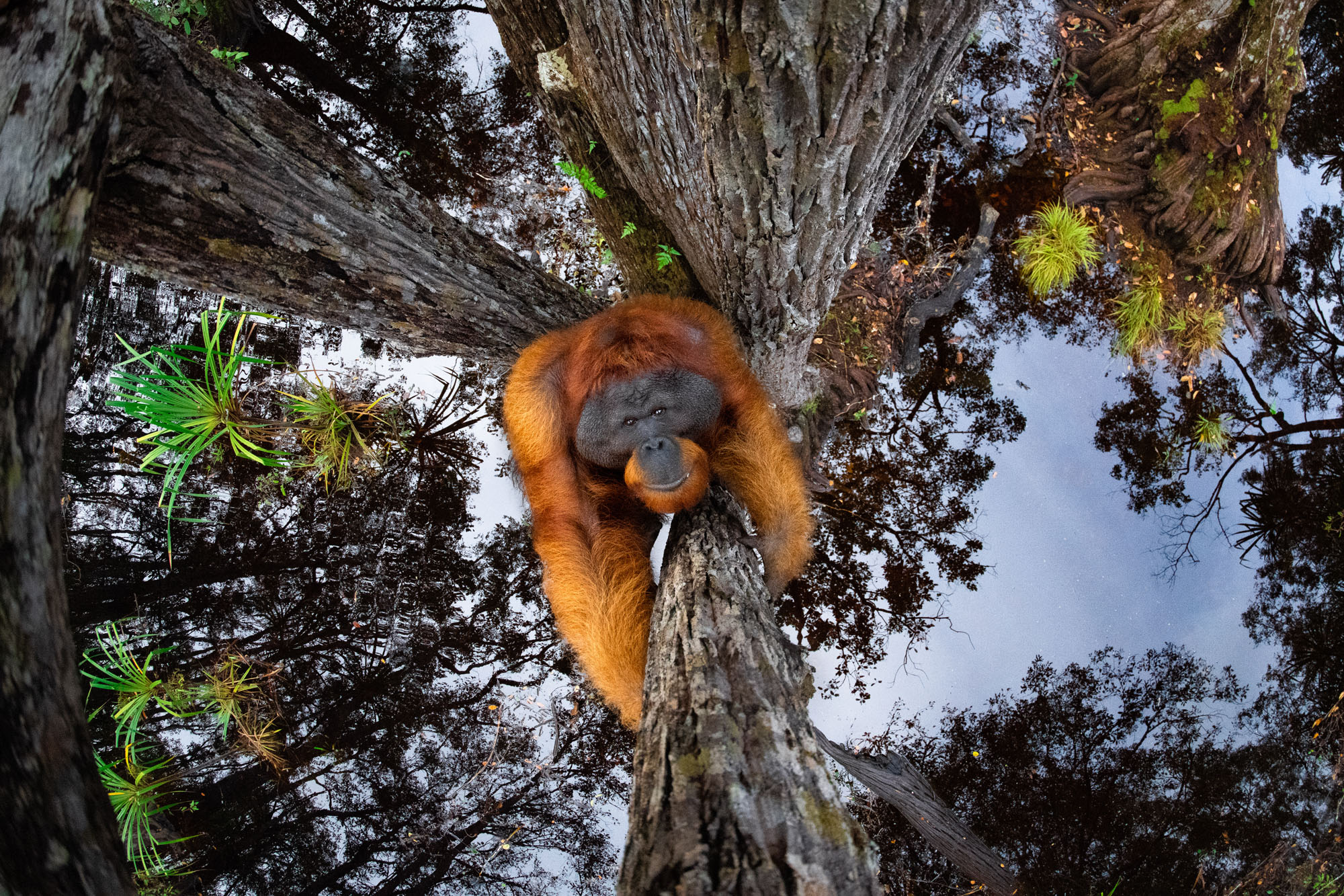 økologisk Ond Ashley Furman Winners of the 2020 World Nature Photography Awards - The Atlantic