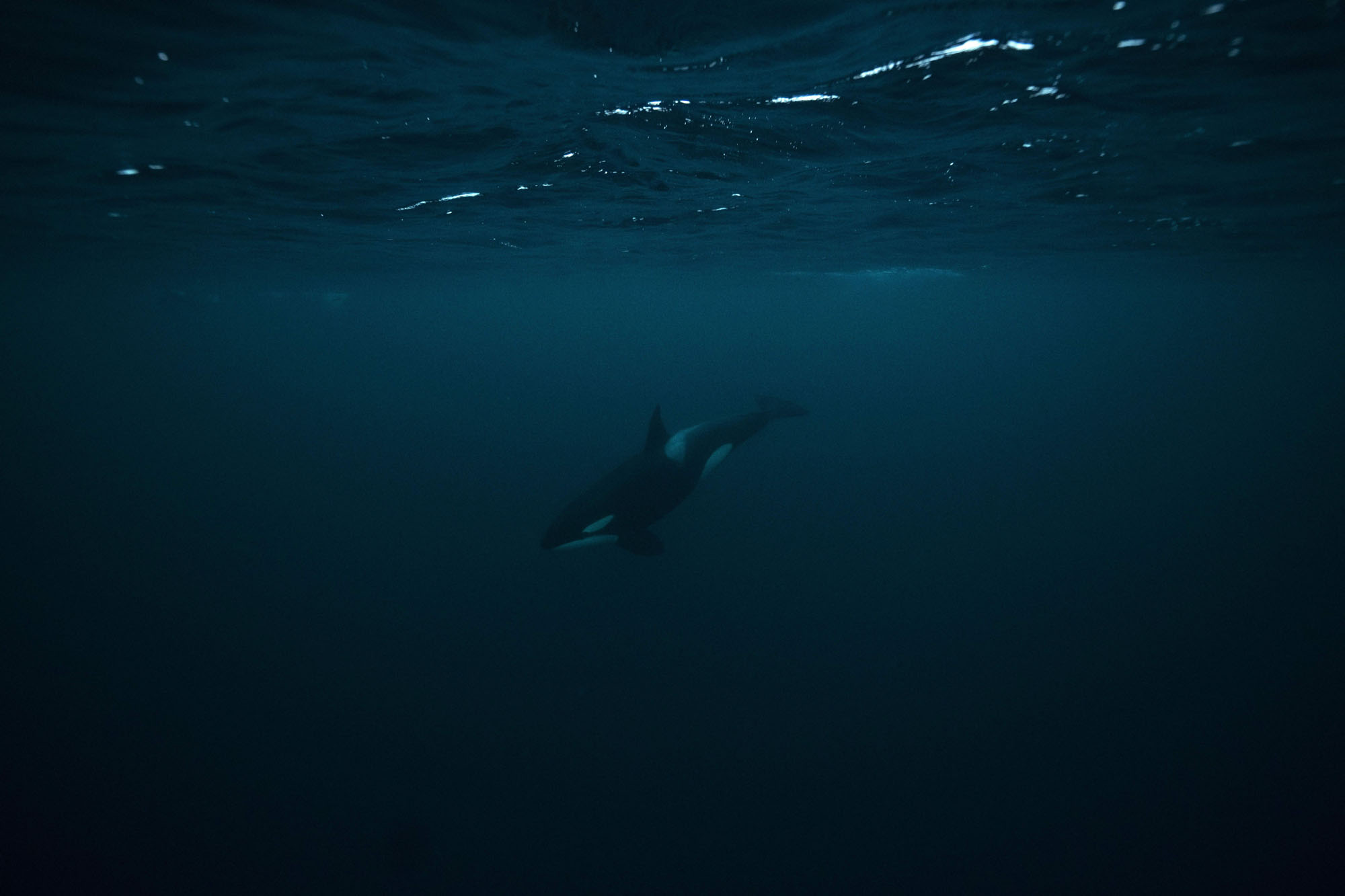 orca hunting fish