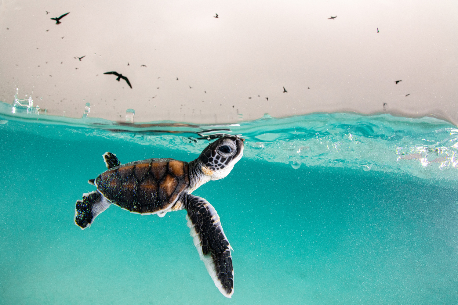 Fused Glass Sea Turtle underwater scene