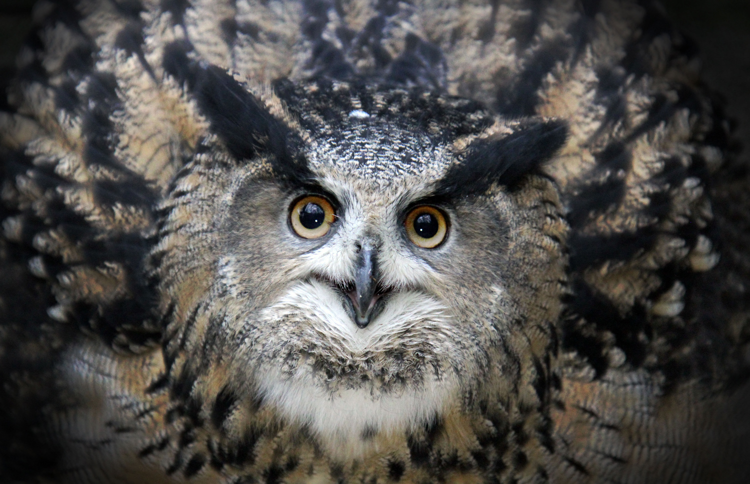 Photos: Superb Owl Sunday VI - The Atlantic