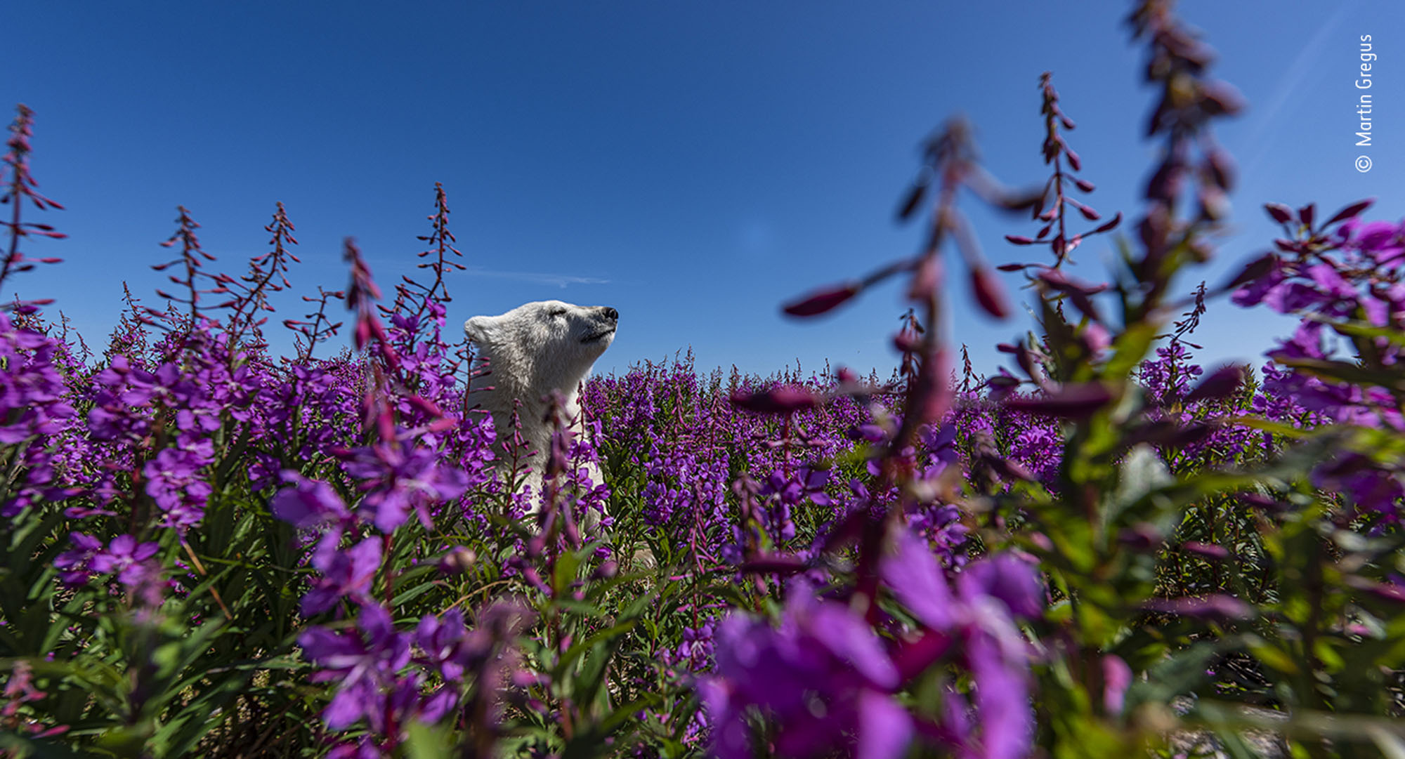 Wildlife Photographer of the Year 2023: The winning images